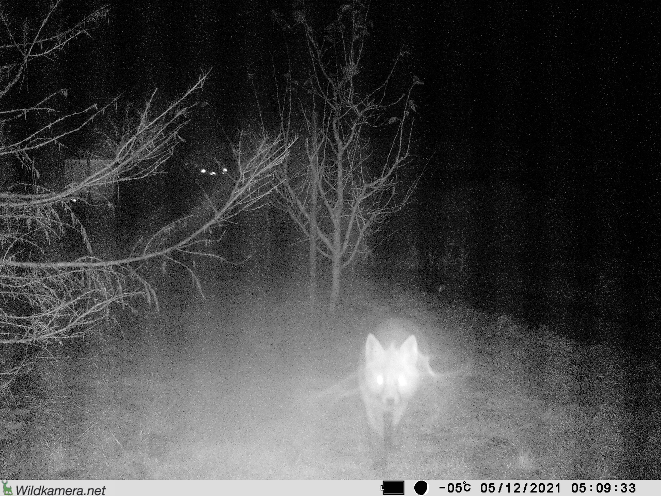 Ein Fuchs in unserem Garten